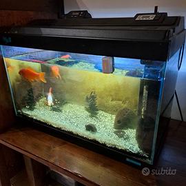 Acquario