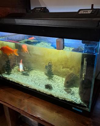 Acquario