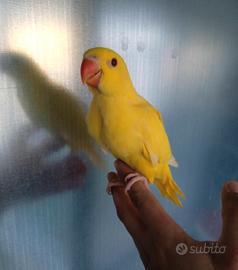 Pappagalli baby parrocchetti dal collare pulli