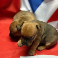 Cuccioli di Staffordshire bullterrier