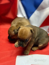 Cuccioli di Staffordshire bullterrier