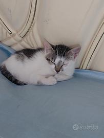 Adorabile gattina