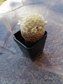 Pianta grassa ( mammillaria carmaneae) 