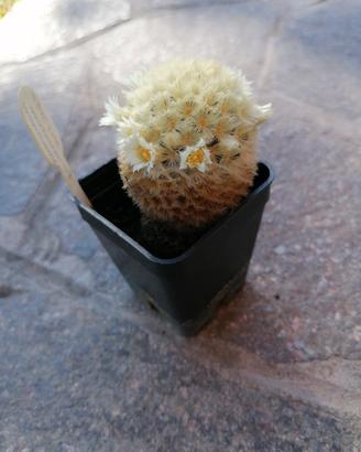 Pianta grassa ( mammillaria carmaneae) 