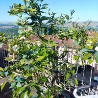 Pianta di limoni