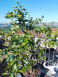 Pianta di limoni