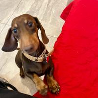 Bassotto tedesco maschio per accoppiamento