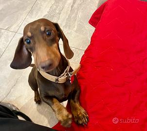 Bassotto tedesco maschio per accoppiamento