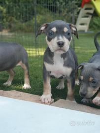 Pitbull tricolor