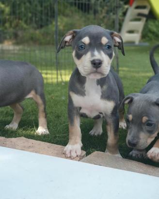 Pitbull tricolor