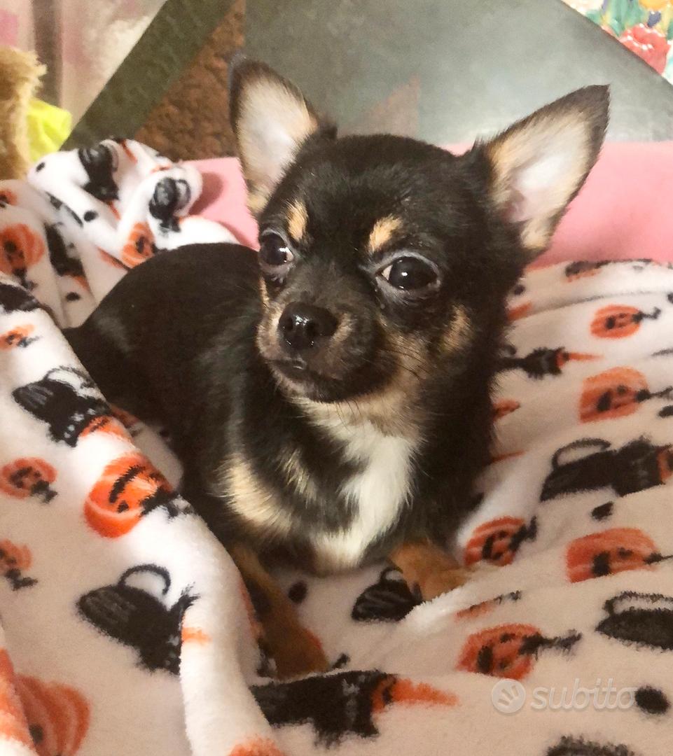 chihuahua-toy-animali-in-vendita-a-venezia