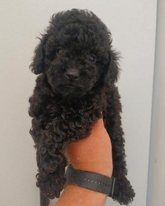 Barboncino Toy nero