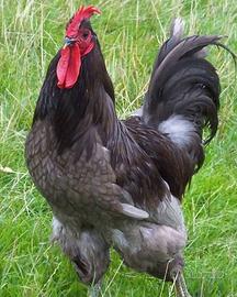 Jersey Giant coppia galline