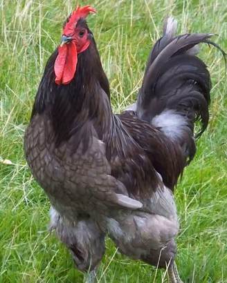 Jersey Giant coppia galline