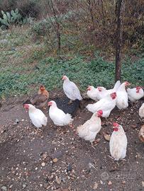 Galline e Conigli
