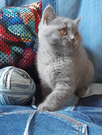 Cuccioli Scottish fold, Scottish straight