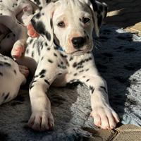 Cuccioli Dalmata