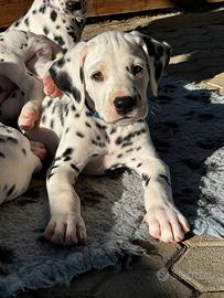 Cuccioli Dalmata