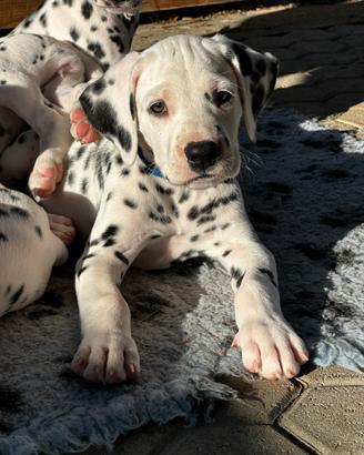 Cuccioli Dalmata