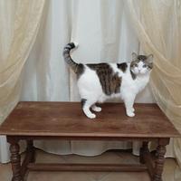 Tavolo Arte Povera Legno Massello