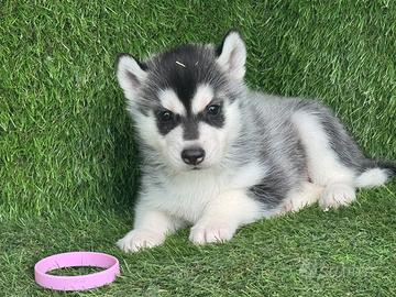 Husky