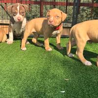 Cuccioli di Pitbull red nose occhi verdi