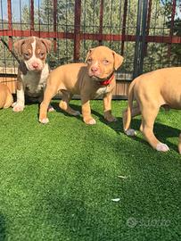 Cuccioli di Pitbull red nose occhi verdi