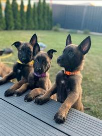 Chihuahua, malinois e gattini di razza