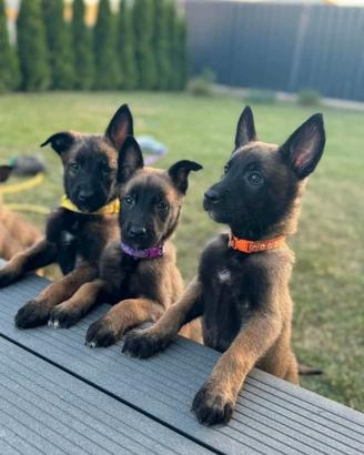 Chihuahua, malinois e gattini di razza