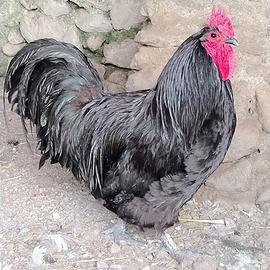 Gallo Australorp