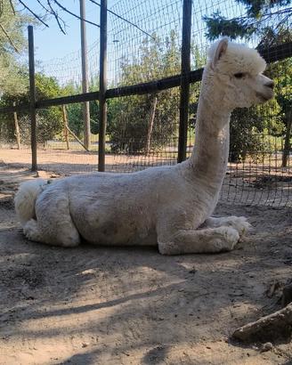 Alpaca stallone