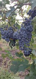 Uva da vino