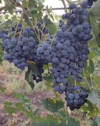 Uva da vino