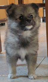Spitz pomeriana