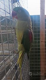Pappagalli