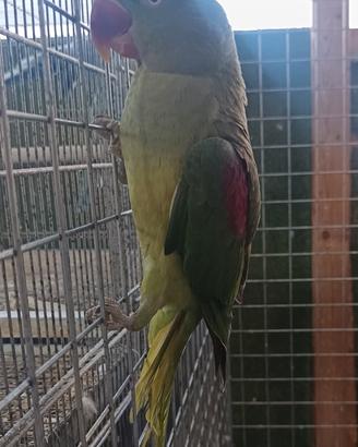 Pappagalli