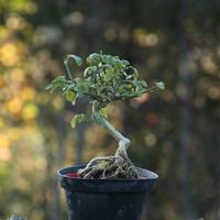 Bonsai Gelsomino 