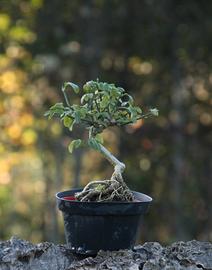 Bonsai Gelsomino 