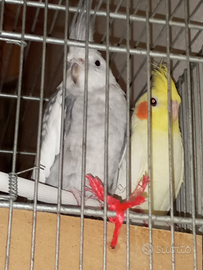 Cockatiel