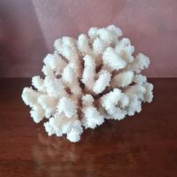 Corallo Bianco vintage  soprammobile da collezione