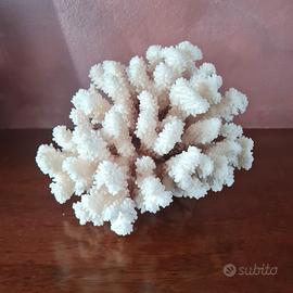 Corallo Bianco vintage  soprammobile da collezione