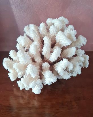 Corallo Bianco vintage  soprammobile da collezione