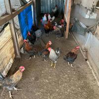 Galli amrocks olivegger marans livornese australor