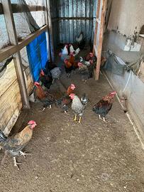 Galli amrocks olivegger marans livornese australor