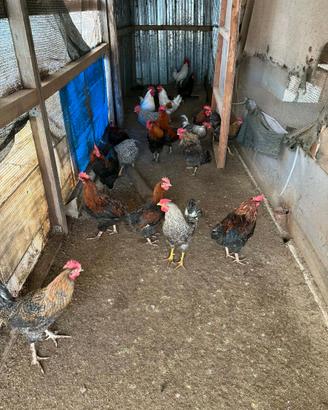 Galli amrocks olivegger marans livornese australor