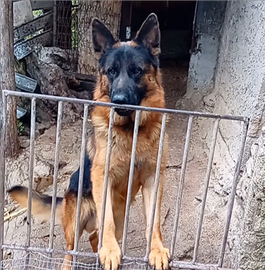 Cucciole di pastore tedesco