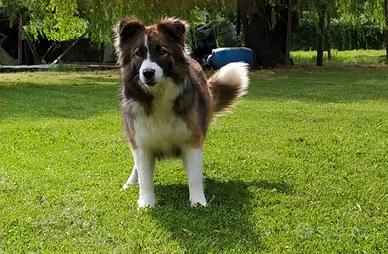 Border collie