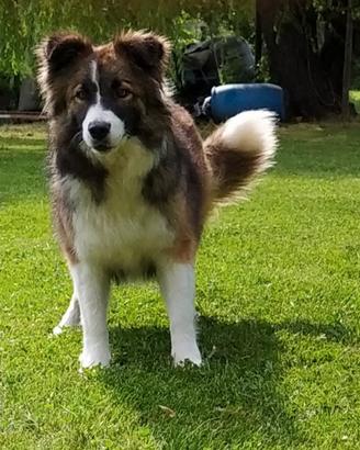 Border collie