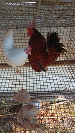 Galline