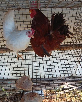 Galline